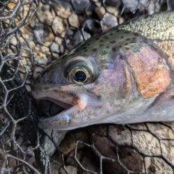 トラウト狙いリベンジ